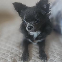 AKC Blue Girl xxs - Blue female Chihuahua puppy in Brooklyn, New York from Nadezhda's Chihuahuas