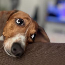 Dachshunds from L&M Red Dirt Doxies