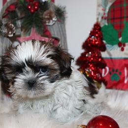 Girl 2 - Gold and white female Shih Tzu puppy in Craig, Colorado from Rocky Mountain Shih Tzus and Dry Creek Miniature Dachshunds