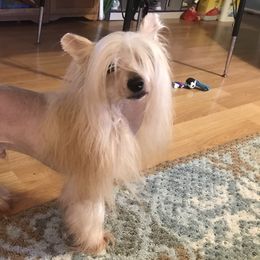 Mufas - Chinese Crested