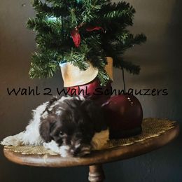 Raven - Parti female Miniature Schnauzer puppy in Littleton, Colorado from Wahl 2 Wahl Schnauzers