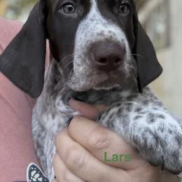Lars - Liver and white male German Shorthaired Pointer puppy in Ocklawaha, Florida from Edelmarke GSPs Reg’d