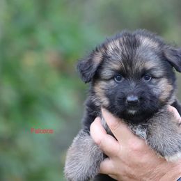 Falcons - Black and red female German Shepherd puppy in Oswego, New York from Vom Wolfgang Roma Kennels