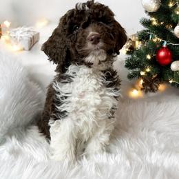 PICK ME, PICK ME - Brown and white male Aussiedoodle puppy in Clarkston, Washington from Doodle & poodle palace