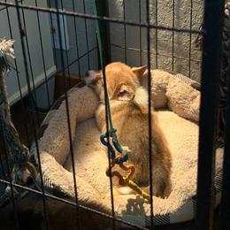 Lucille-Female 1 Limited Rights - Sable female Pembroke Welsh Corgi puppy in Cooper, Texas from S7 Corgis and Chaos