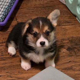 The Grinch - Black and tan male Pembroke Welsh Corgi puppy in Charleston, Arkansas from Hilltop Corgis