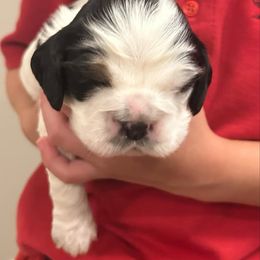 Boy 4 - Black white and tan male Cocker Spaniel puppy in Spotsylvania, Virginia from Wilkshire Farm