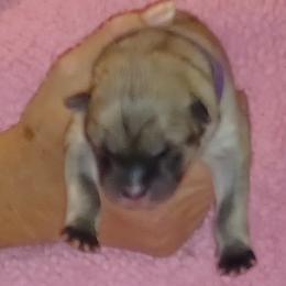Purple Collar - Fawn female Eurasier puppy in Lakewood, Ohio from Exquisite Eurasier