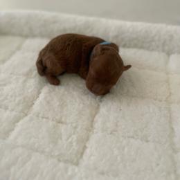 Prince - Red  male Poodle puppy in Bakersfield, California from Pups and Paws Toy Poodles