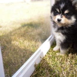 Rowan - Black and white male Pomsky puppy in Mesa, Arizona from Platinum Pomskies