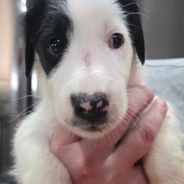 Casper - White and black male Smooth Fox Terrier puppy in Lake City, Florida from Providence Kennels
