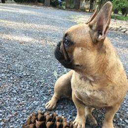 French Bulldogs from Oregon Frenchie Paradise