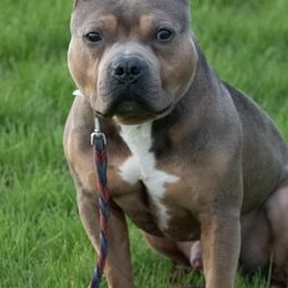 American Bullies and Chinese Cresteds from Bent River Kennel