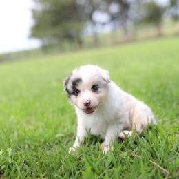 Ziva - Blue merle female Australian Shepherd puppy in Bagley, Iowa from Diamond M Aussies