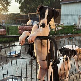 Golden Retriever and Greyhound Puppies from K and E Kennels