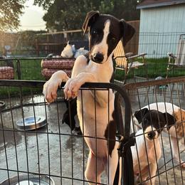 Golden Retriever and Greyhound Puppies from K and E Kennels