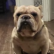 Shorty Bulls from YS kennels