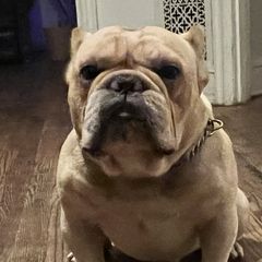 Shorty Bulls from YS kennels