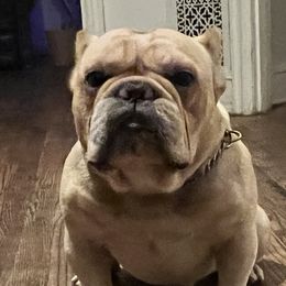 Shorty Bulls from YS kennels