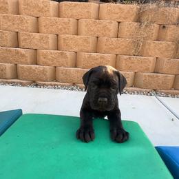 Teal - Black female Cane Corso puppy in Homeland, California from Dal Deserto Cane Corso