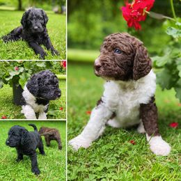 Labradoodle puppies from Pisgah Creek Doodles