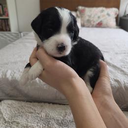 Cow - Black and white female Bernedoodle puppy in Seffner, Florida from TOP NOTCH PUPS- BERNEDOODLE BREEDER