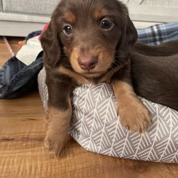 Dachshund Puppies from Jess’s Dachshunds