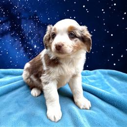 Marley Philippe - Red merle male Australian Shepherd puppy in Statesville, North Carolina from Charming Australian Shepherds