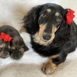 Dachshund Puppies from Billboard Doxies