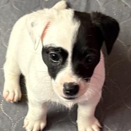 Female 5 - Black and white female Jack Russell Terrier puppy in Williston, Florida from CP FARMS BORDER COLLIES N JACKS CORP