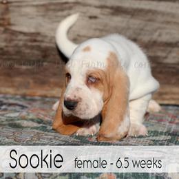 Sookie - Red and white female Basset Hound puppy in Jefferson City, Missouri from Triple Hill Farm
