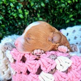 Baby Girl - Red  female Poodle puppy in Dolan Springs, Arizona from High Desert Companions