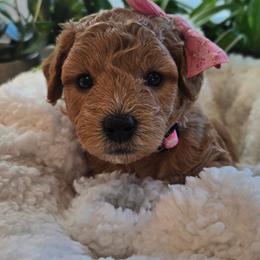 Peachy Collar- Peaches - Cream female Assorted Doodle Crosses puppy in Upland, California from IDREAMOFPUPPIES