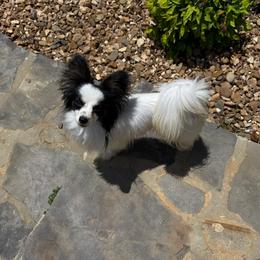 Boy 2 Champion Sired - White black and tan male Papillon puppy in Shirley, Arkansas from Lucky Pups