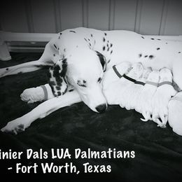 Dalmatian Puppies from Rainier DALS LUA Dalmatians