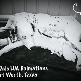 Dalmatian Puppies from Rainier DALS LUA Dalmatians