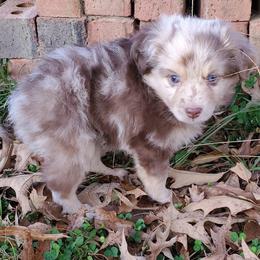 Australian Shepherd, Miniature Australian Shepherd, and Toy Australian Shepherd Puppies from Rumour Has It Aussies