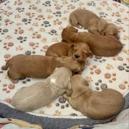 Dachshund puppies from Agape Dachshunds