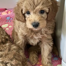 Goldendoodle Puppies from Miss Cindy’s Doodles