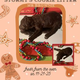 Brownie - Brown male Poodle puppy in Ocean Springs, Mississippi from Forever Summer Standard Poodles