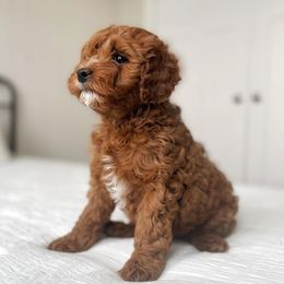Cavalier King Charles Spaniels, Cavapoos, and Poodles from Paw Palace breeding
