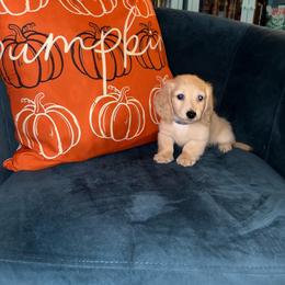 Mr Blue - Cream male Dachshund puppy in Ocala, Florida from Island Farms Mimi’s Dachshunds Florida