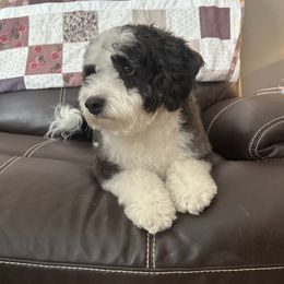 Cookie - Bernedoodle