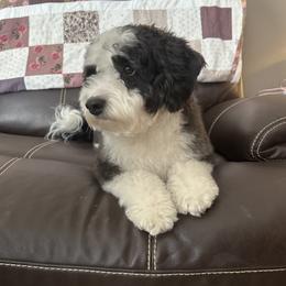 Cookie - Bernedoodle