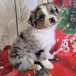 Boy 2 - Blue merle male Australian Shepherd puppy in Lakeland, Florida from Diamond P Australian Shepherds
