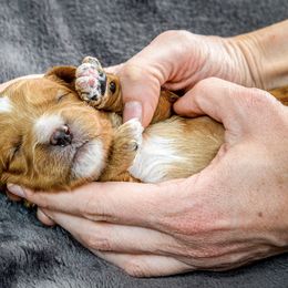 Cavapoo and Poodle Puppies from Brooke Harris