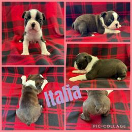 Italia - Black brindle and white female Boston Terrier puppy in Wheatland, California from 🐾❤️ Stephanie's Boston Terriers ❤️🐾