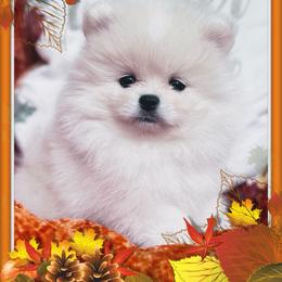Windsor - White male Pomeranian puppy in Charlotte, North Carolina from Kouture Pomeranians