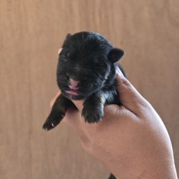 Lyric - Purple Collar Girl - Black and red female German Shepherd puppy in Hawthorne, Florida from Lace's High Flying German Shepherds And Golden Retrievers