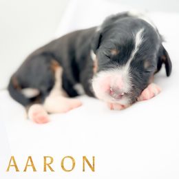 AARON - Tri-color male Bernedoodle puppy in Tipton, Indiana from Country Creek Doodles